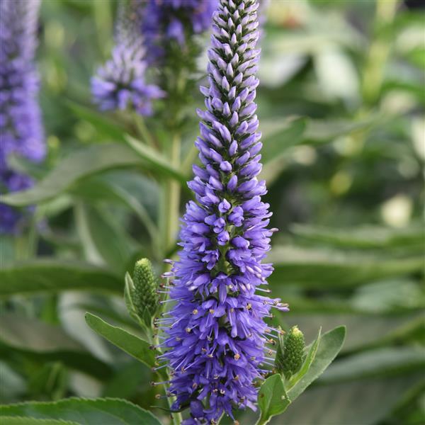 Veronica longifolia Skyward™ Blue - Bloom