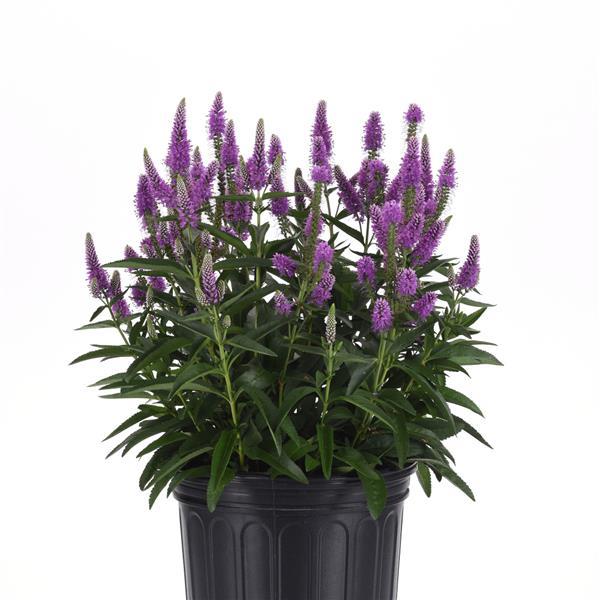 Veronica longifolia Skyward™ Lilac - Container