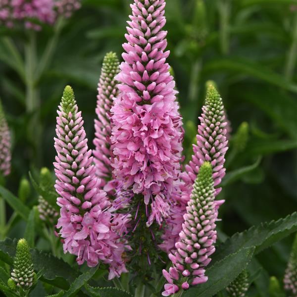 Veronica longifolia Skyward™ Pink - Bloom