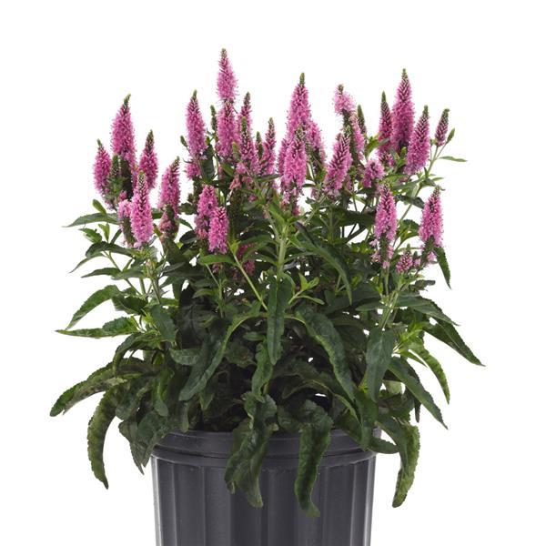 Veronica longifolia Skyward™ Pink - Container