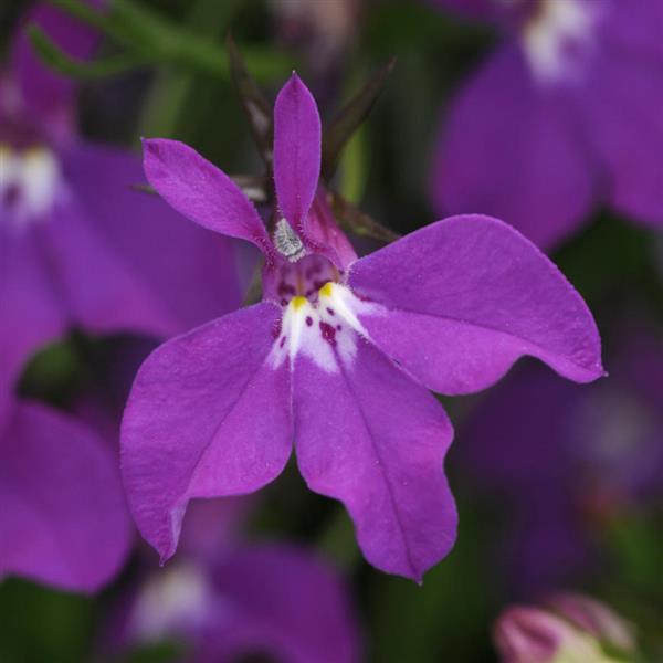 Waterfall™ Purple Lobelia - Bloom