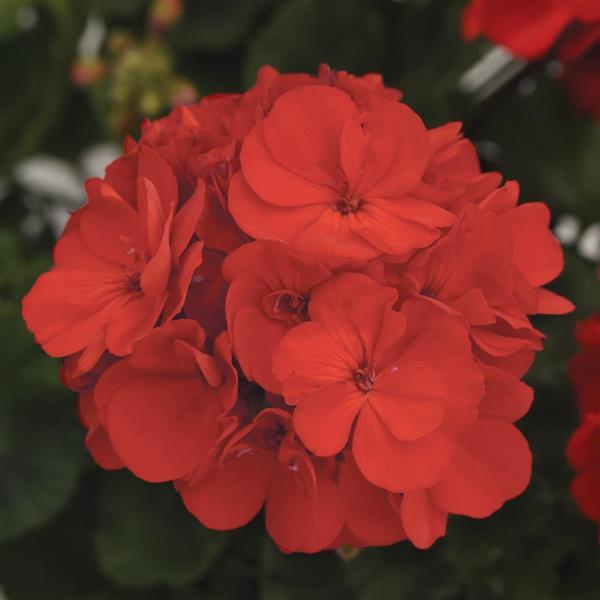 Presto™ Brilliant Red Zonal Geranium - Bloom