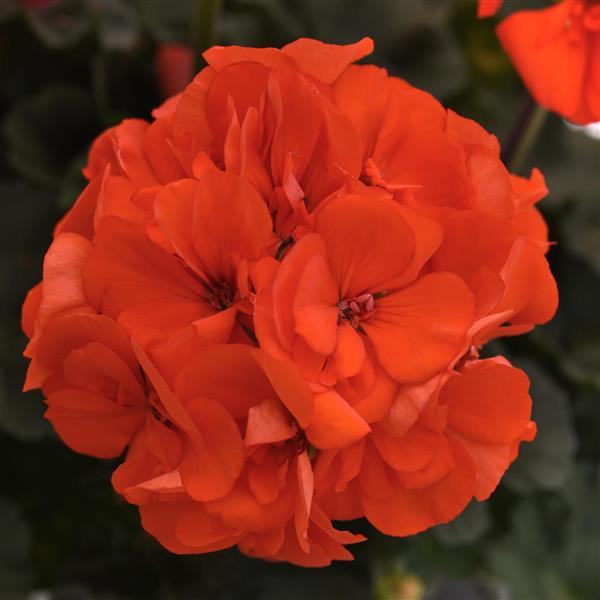 Presto™ Orange Zonal Geranium - Bloom