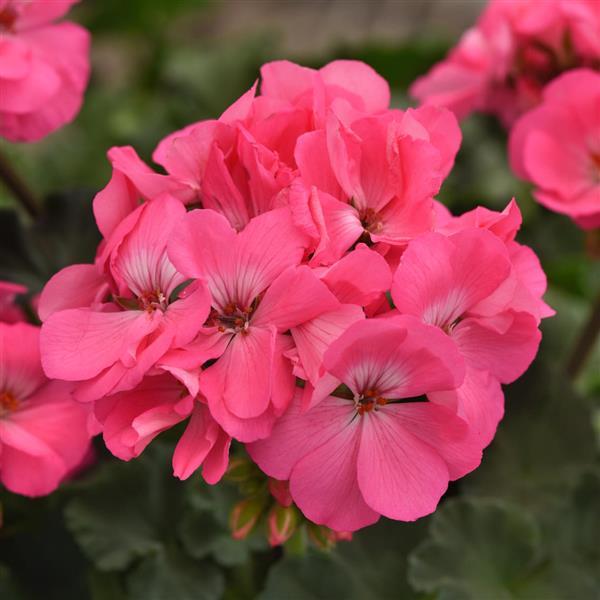 Presto™ Pink Zonal Geranium - Bloom
