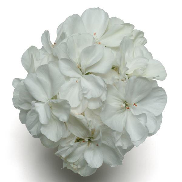 Presto™ White Zonal Geranium - Bloom
