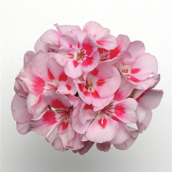 Presto™ Pink Sizzle Zonal Geranium - Bloom