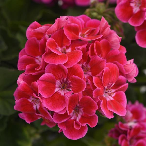 Presto™ Rose Flare Zonal Geranium - Bloom