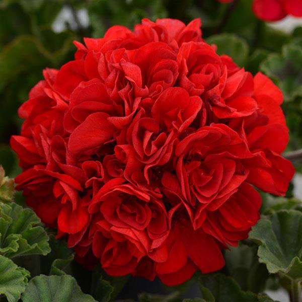 Presto™ Dark Red Zonal Geranium - Bloom