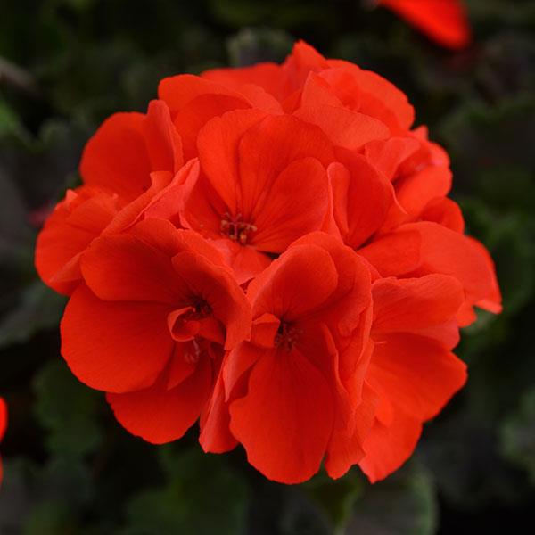 Presto™ Deep Scarlet Zonal Geranium - Bloom