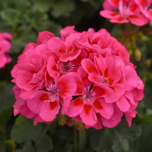 Presto™ Pink+Eye Zonal Geranium - Bloom