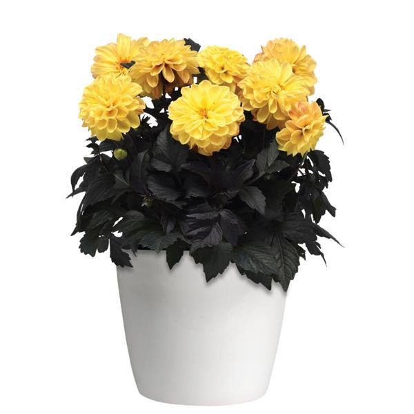 City Lights™ Golden Yellow Dahlia - Container