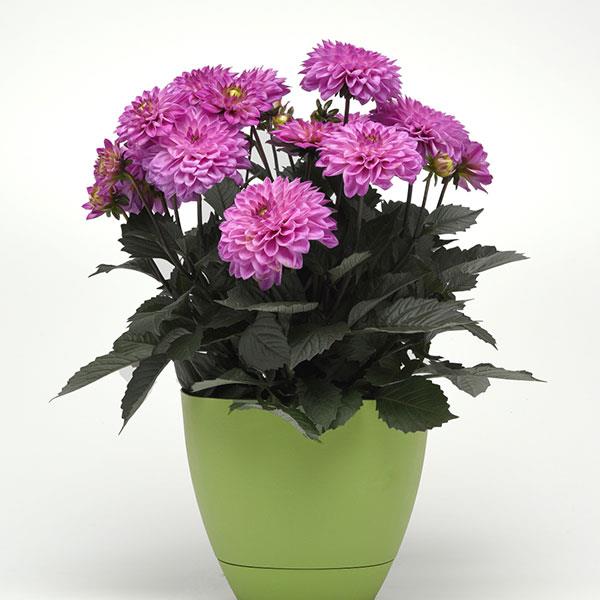 City Lights™ Lavender Pink Dahlia - Container