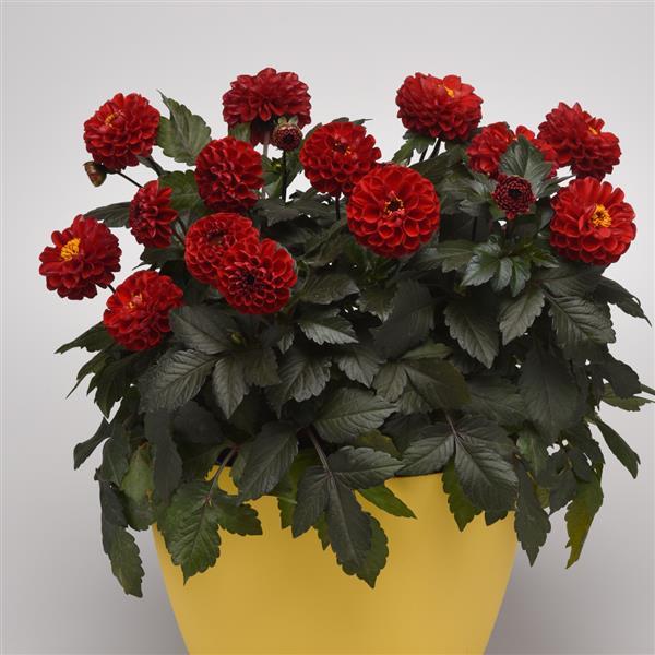 City Lights™ Red Dahlia - Container