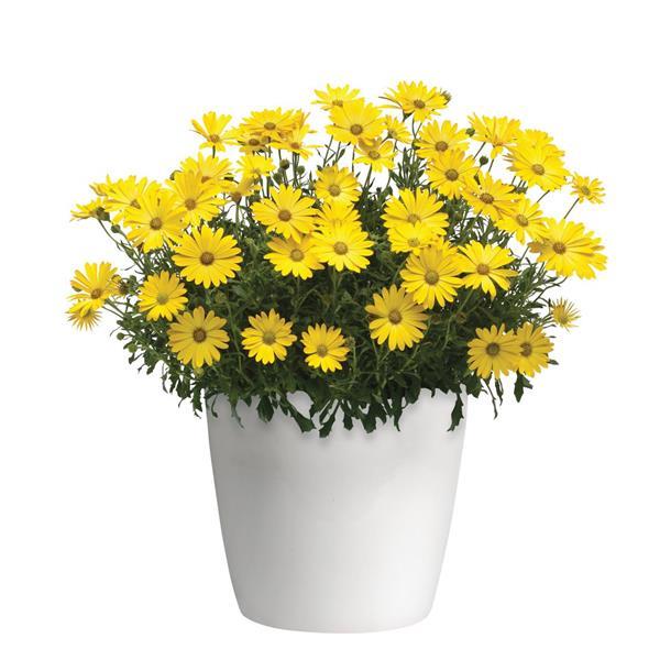 Zion™ Pure Yellow Osteospermum - Container