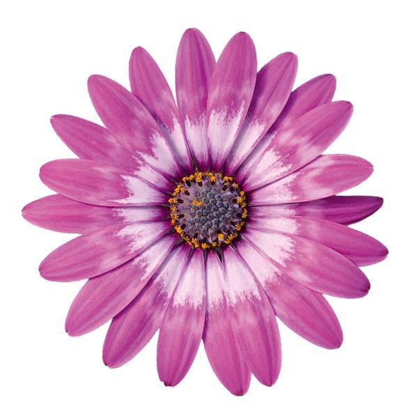 Zion™ Violet Feather Osteospermum - Bloom