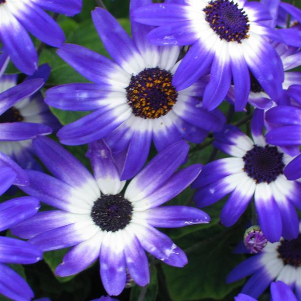 Senetti® Blue Bicolor Pericallis - Bloom