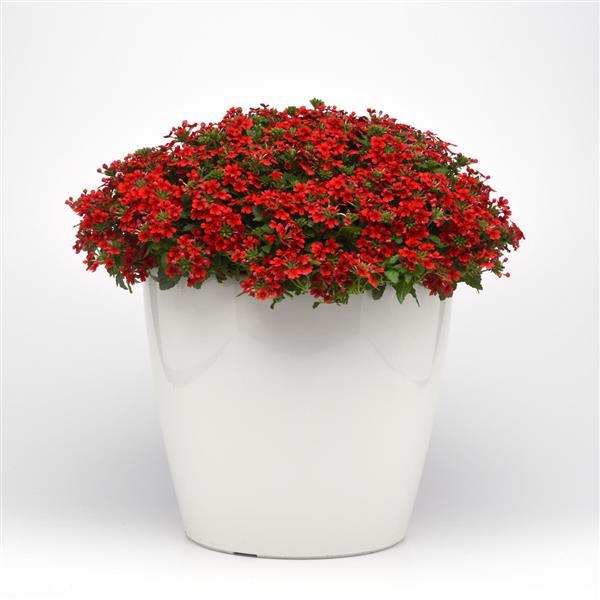 Beats™ Red Verbena - Container