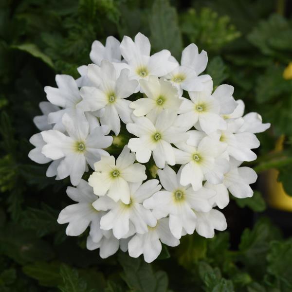 Beats™ White Verbena - Bloom
