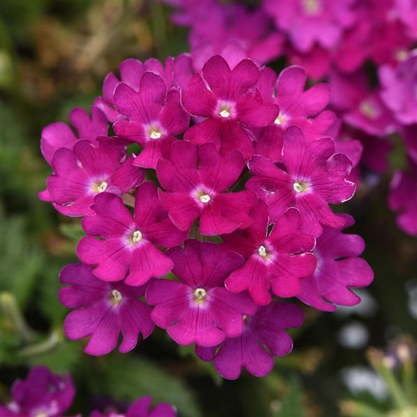 Beats™ Bright Purple Verbena - Bloom