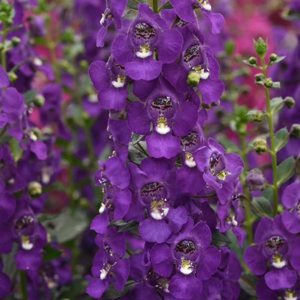 Archangel™ Purple Angelonia - Bloom