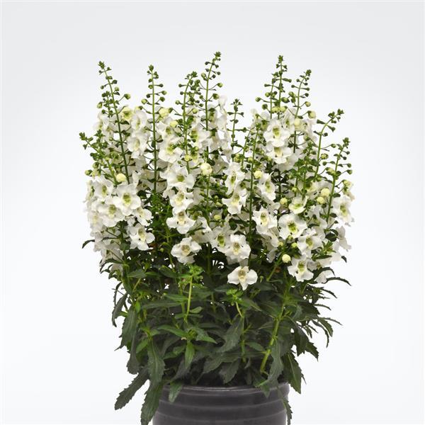 Archangel™ White Angelonia - Container