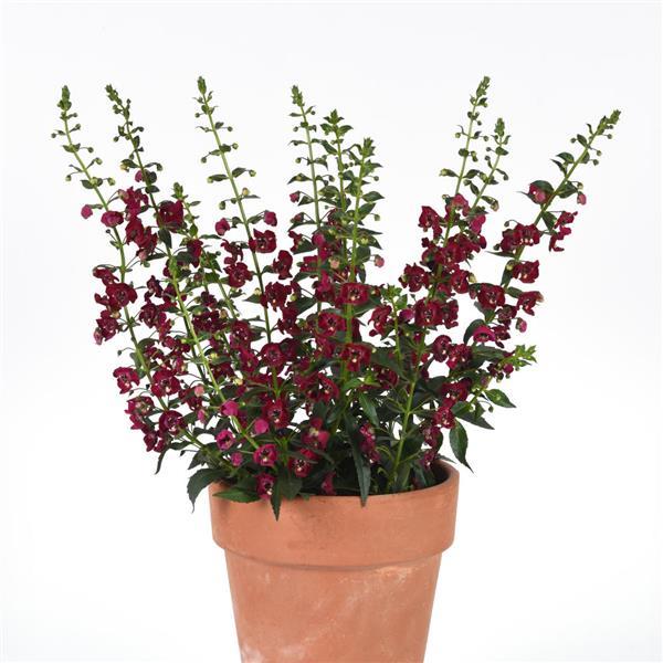 Archangel™ Ruby Sangria Angelonia - Container