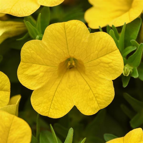 Cabaret® Yellow Improved Calibrachoa - Bloom