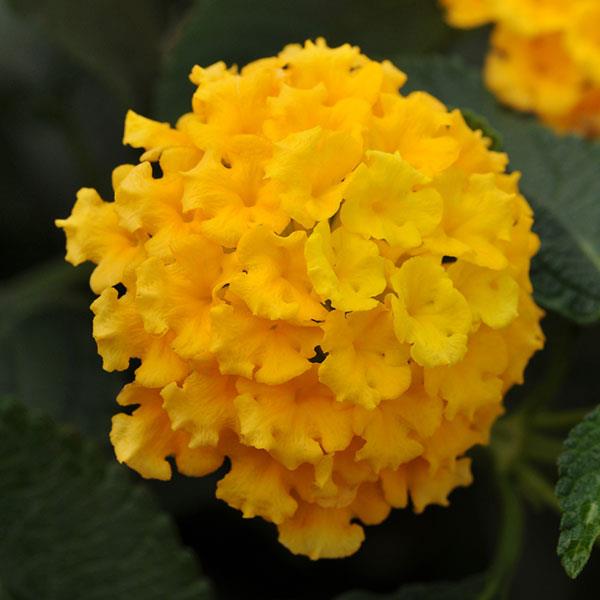 Landmark™ Yellow Lantana - Bloom