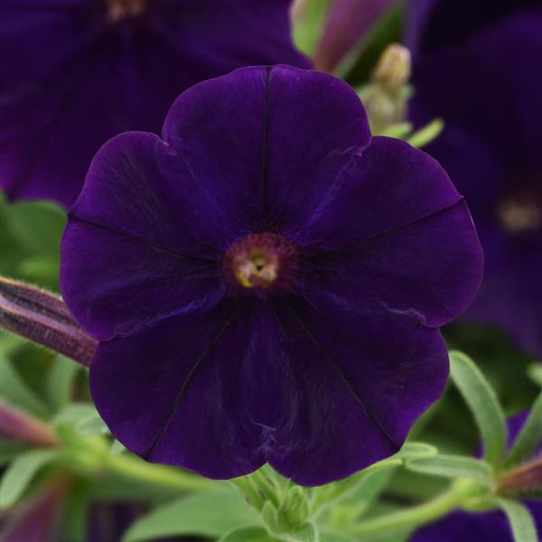 CannonBall™ Blue Petunia - Bloom