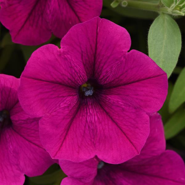 CannonBall™ Burgundy Petunia - Bloom