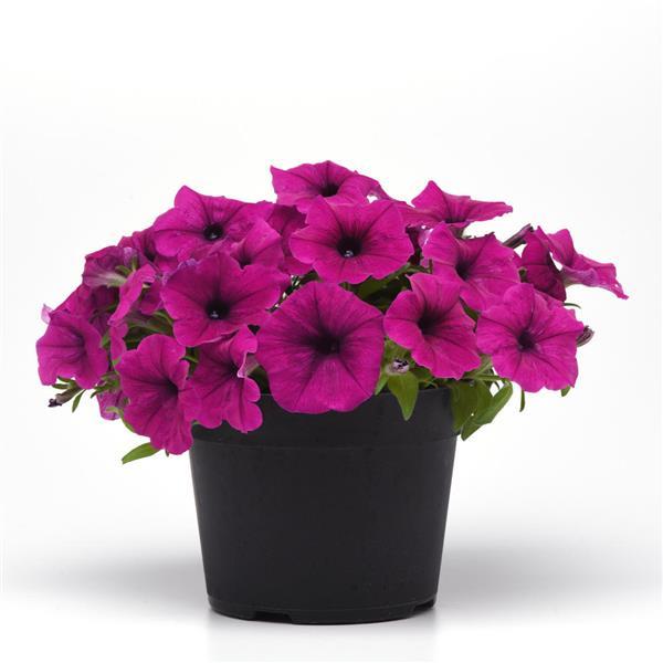 CannonBall™ Burgundy Petunia - Container