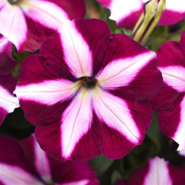 CannonBall™ Burgundy Star Petunia - Bloom