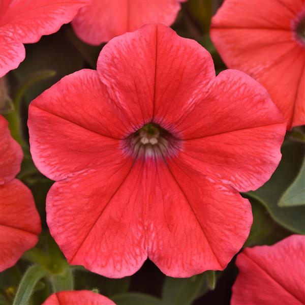 CannonBall™ Coral Petunia - Bloom
