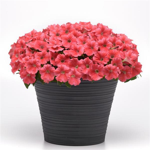 CannonBall™ Coral Petunia - Container