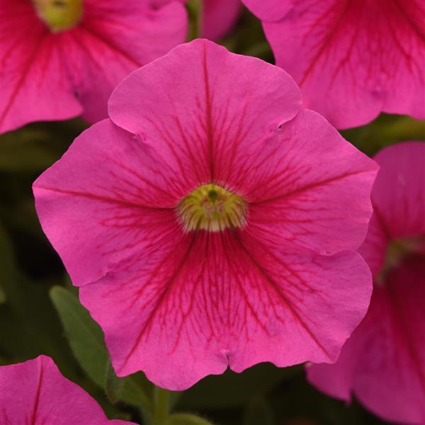 CannonBall™ Pink Petunia - Bloom