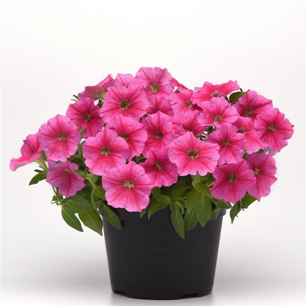 CannonBall™ Pink Petunia - Container