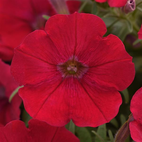 CannonBall™ Red Petunia - Bloom