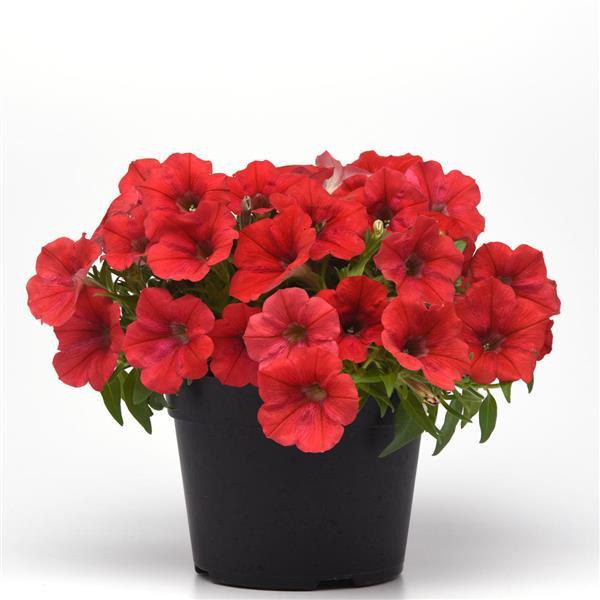 CannonBall™ Red Petunia - Container
