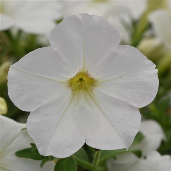 CannonBall™ White Petunia - Bloom