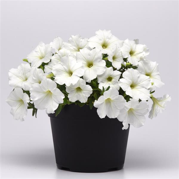 CannonBall™ White Petunia - Container