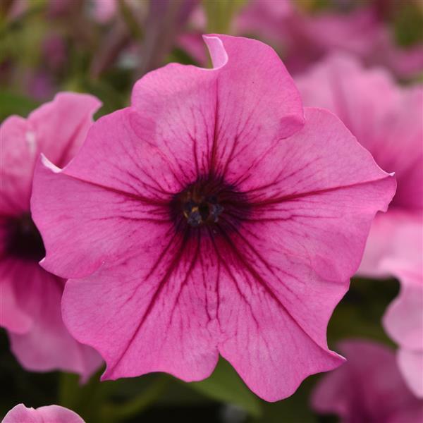 CannonBall™ Rose Vein Petunia - Bloom