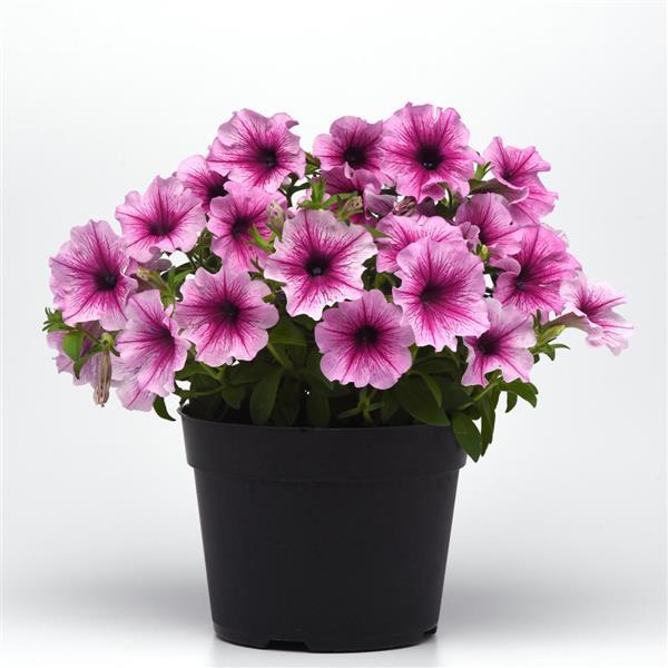 CannonBall™ Rose Vein Petunia - Container