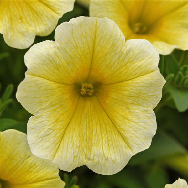 CannonBall™ Yellow Improved Petunia - Bloom