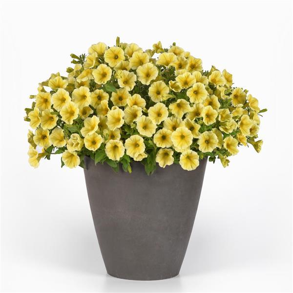 CannonBall™ Yellow Improved Petunia - Container