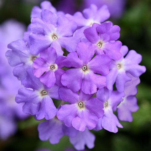 Firehouse™ Lavender Verbena - Bloom