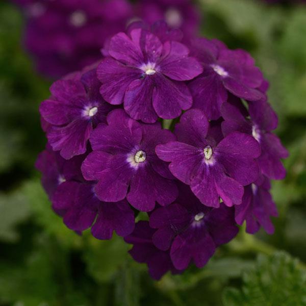 Firehouse™ Purple Verbena - Bloom