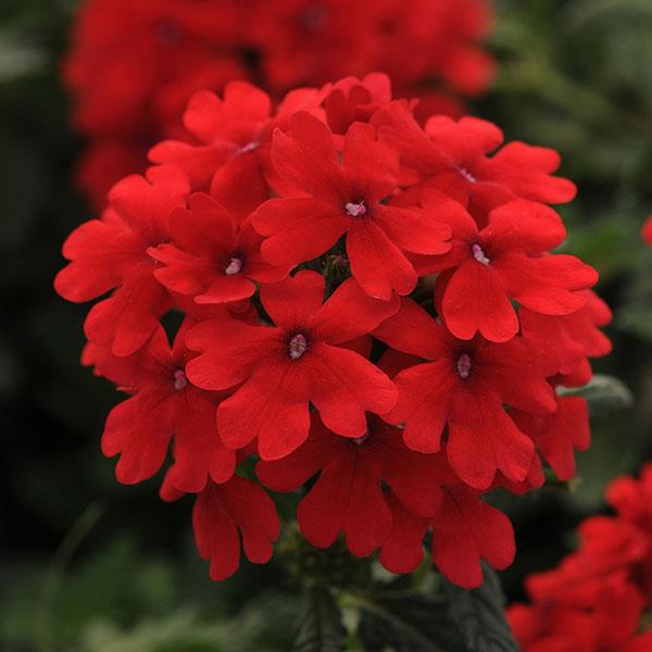 Firehouse™ Red Verbena - Bloom