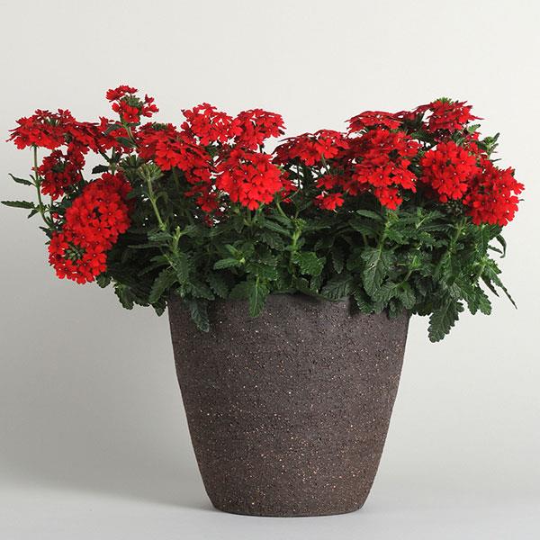 Firehouse™ Red Verbena - Container