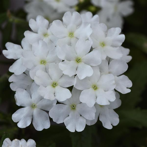 Firehouse™ White Verbena - Bloom