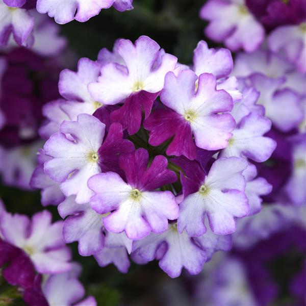 Firehouse™ Purple Fizz Verbena - Bloom
